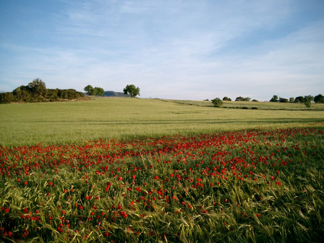 Corn field with poppies