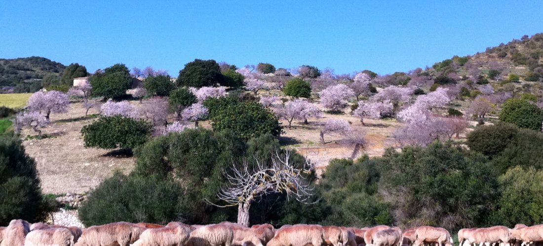 Mallorca zur Mandelblüte