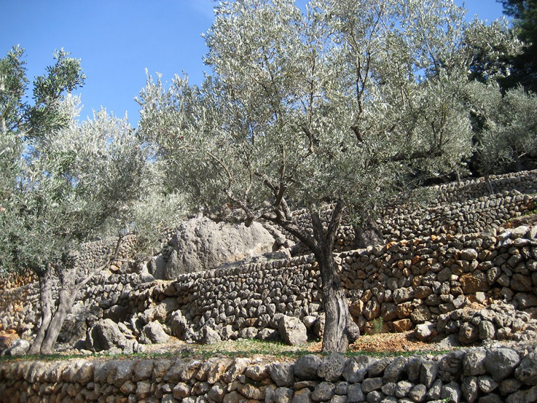 Olive Groves