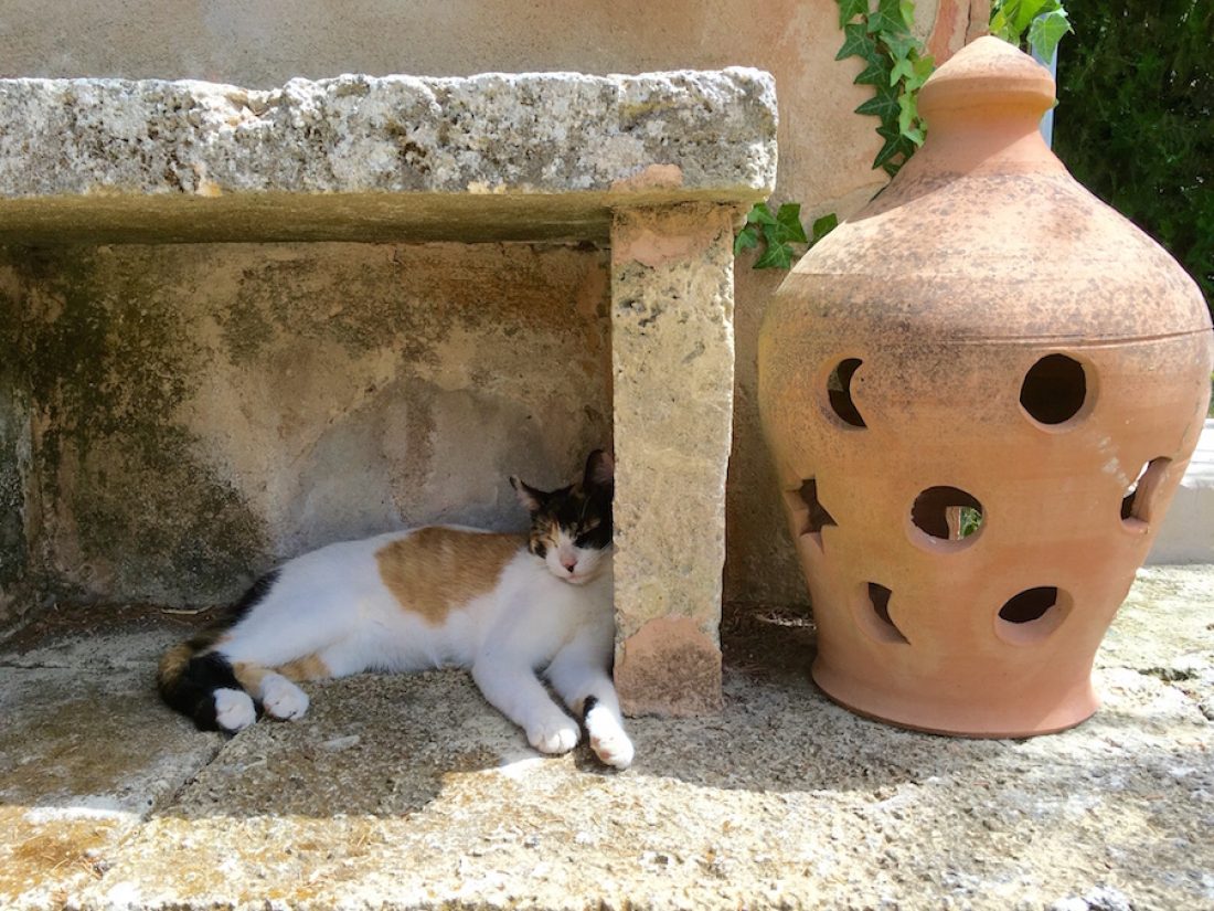 Pia, una de las gatos de la Finca